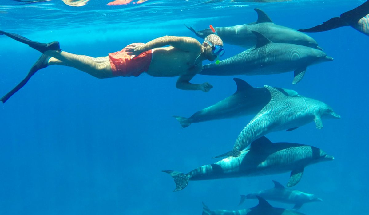 dolphin-h5