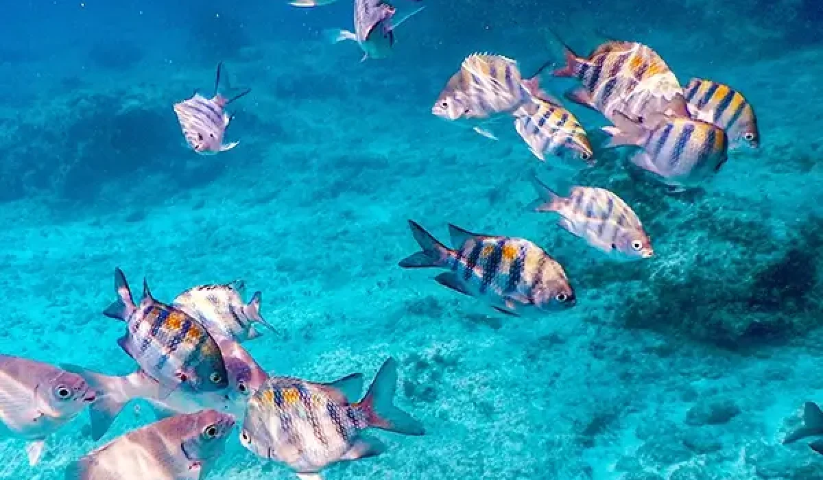 under-the-sea