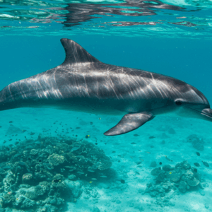 Dolphin House Snorkeling Trip – Full-Day, Hurghada