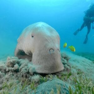 Abu Dabbab: 1 Magical Private Day from Hurghada