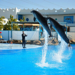 Delfinshow Hurghada – Top 10 magisches Meereserlebnis
