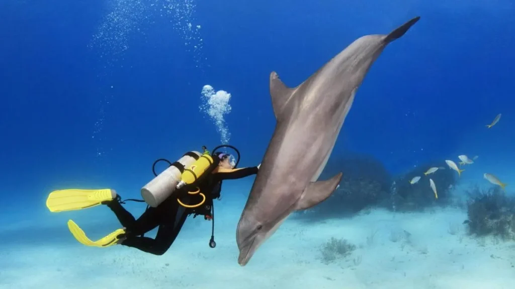 Dolphin house Hurghada