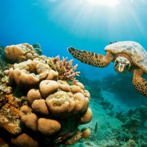 Snorkeling in Abu Dabbab: 3-Stop Ultimate Half-Day Trip