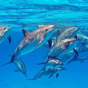 Dolphin House + Diving – Ultimate 1-Day You Need To Try