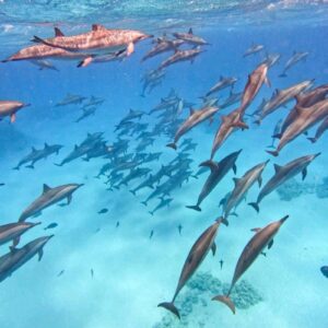 Sataya Reef: 7 Magical Hours with Dolphins