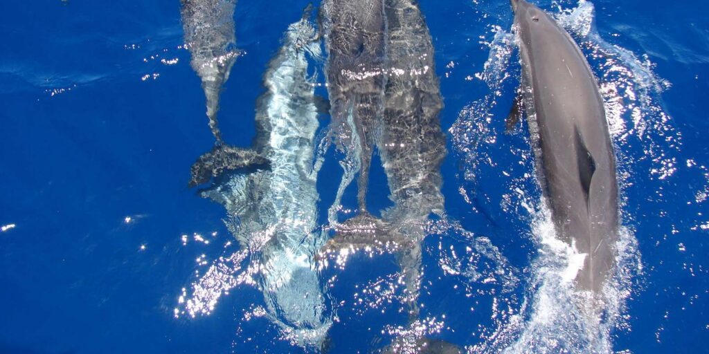 Dolphin house Hurghada