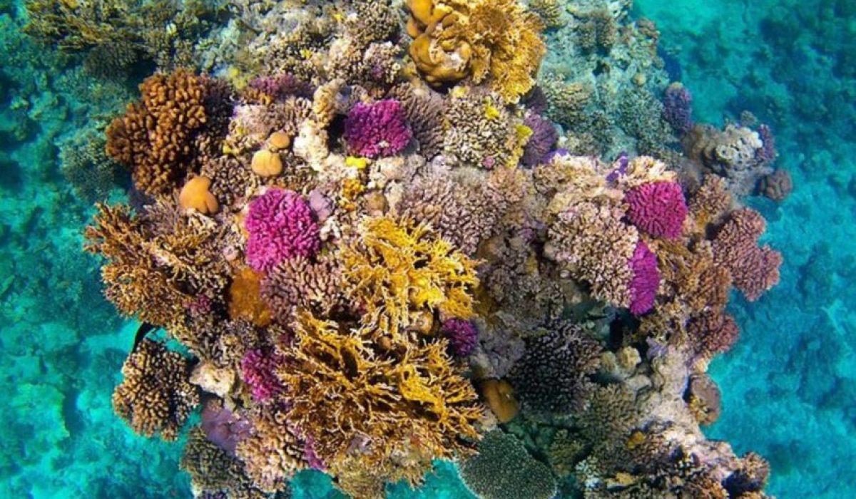 Colorful coral reef in the Red Sea with vibrant purple, yellow, and orange corals in crystal clear water – Hurghada snorkeling tour, Egypt