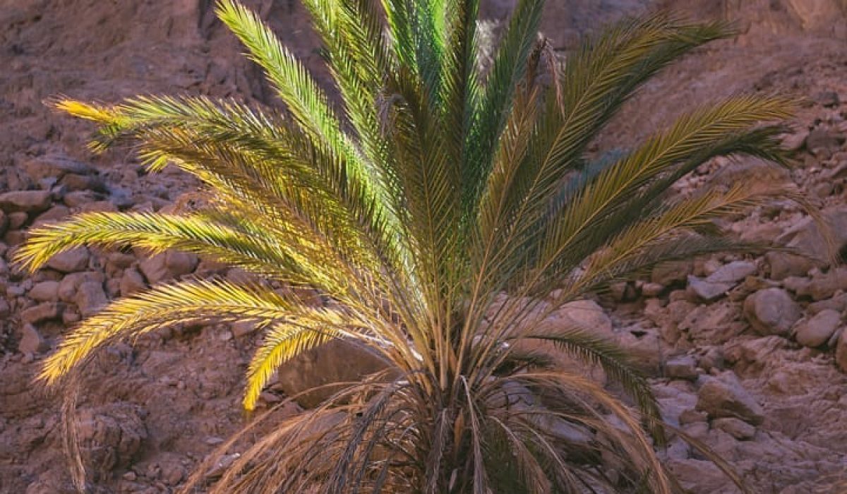 194618328_1416355808727329_3914584221099315385_n