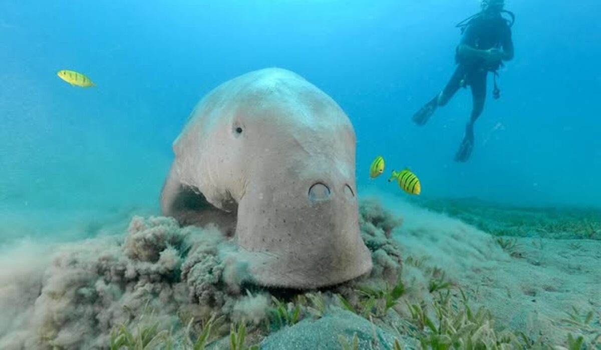 Private Abu Dabbab Snorkeling