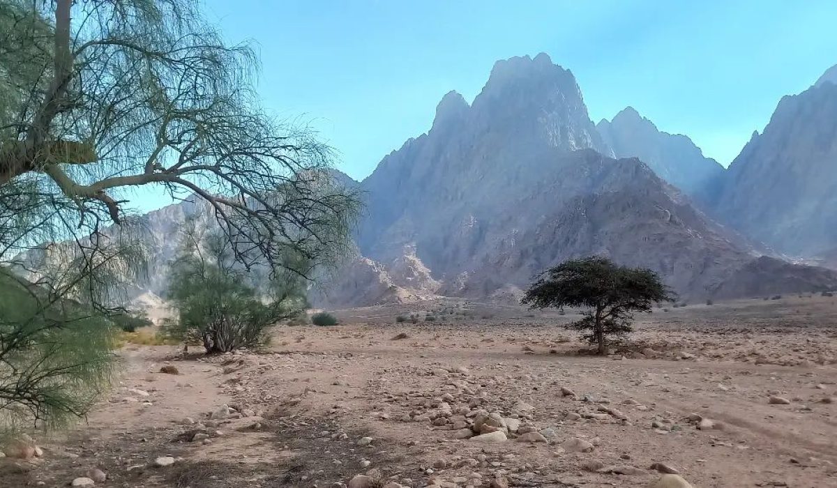 486409258_1196467205821296_3462621876610060392_n