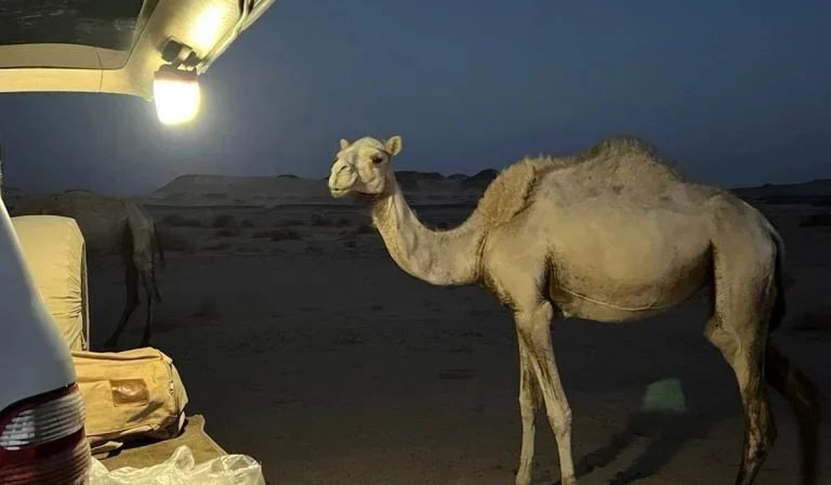 489463848_1213540020780681_768036727386497388_n