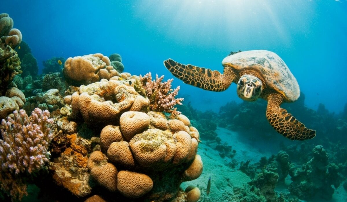 Snorkeling in Abu Dabbab