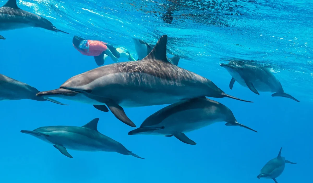 A-Dolphin-SR-1600px-webp-SST-MR-241027-1011-shutterstock_1565973469-woman-pod-spinner-dolphins-up-Nov-20-2019-__-Subphoto.com_ (1)