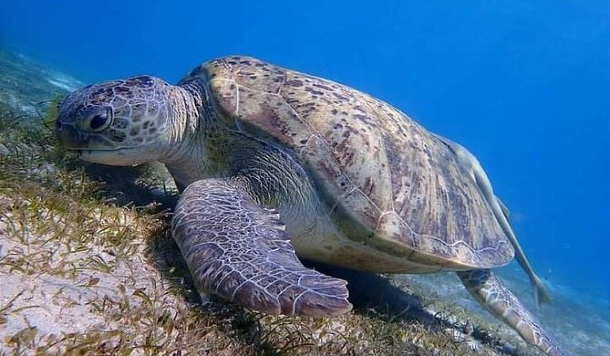abu-dabbab-beach-snorkeling-turtles-dugong-from-marsa-alam