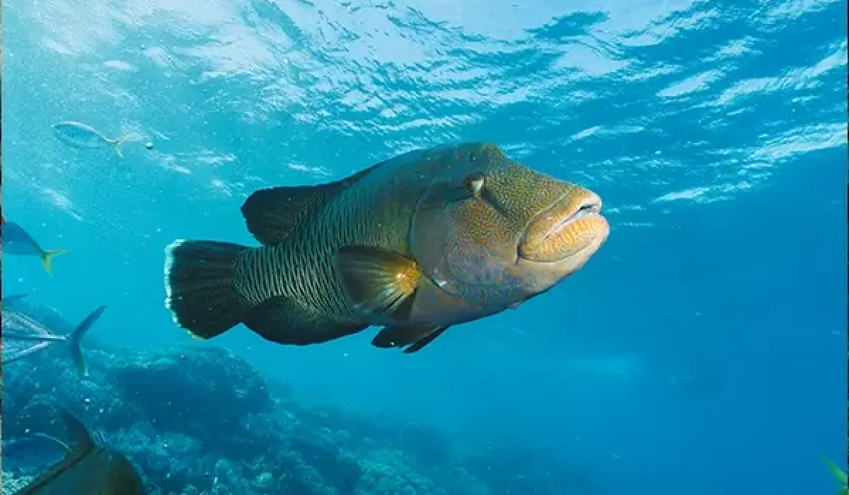 cheilinus-undulatus-maori-wrasse-humphead-fish