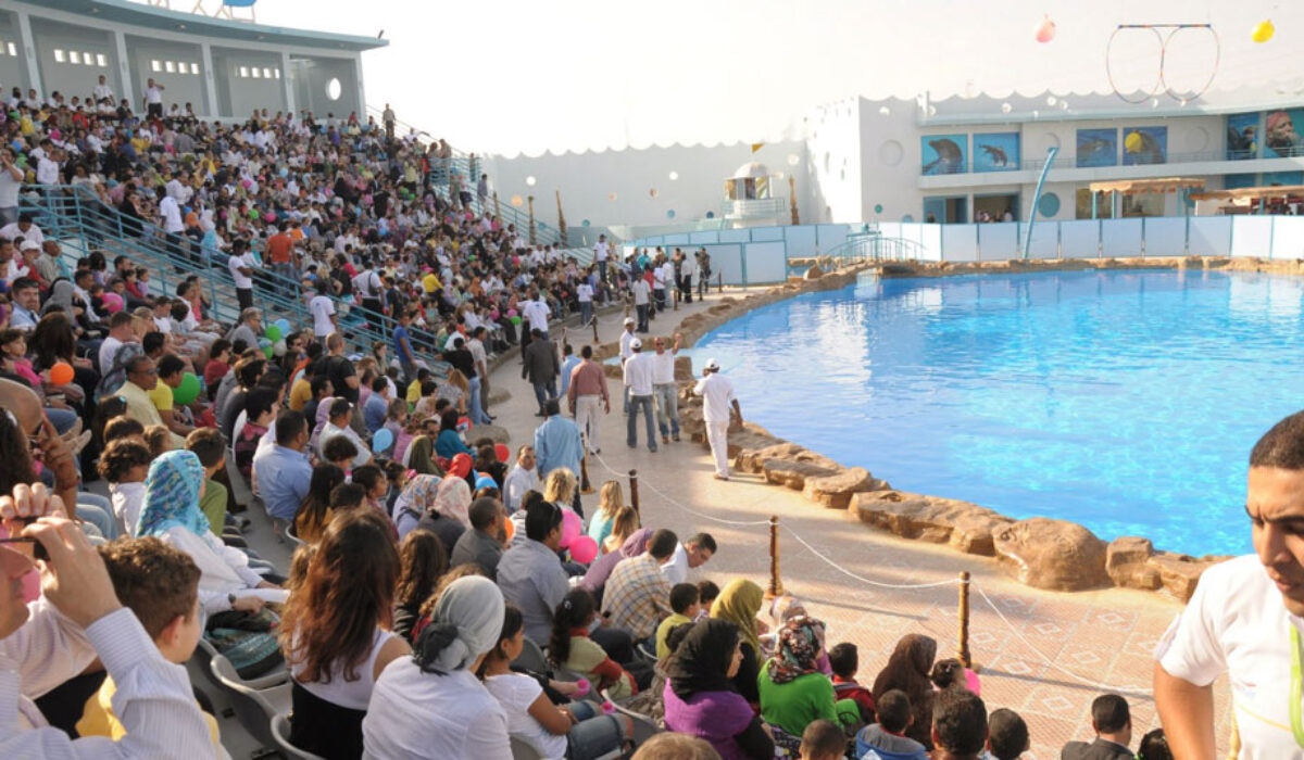 dolphin-show