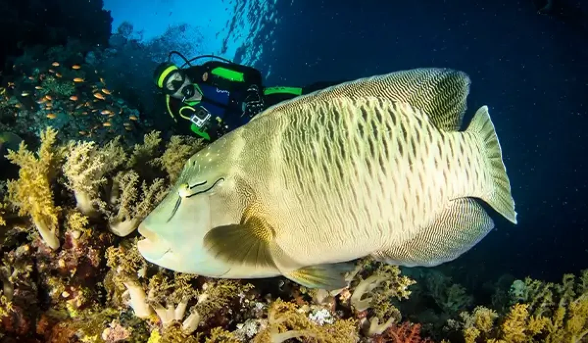napoleon-fish-or-humphead-wrasse-fish