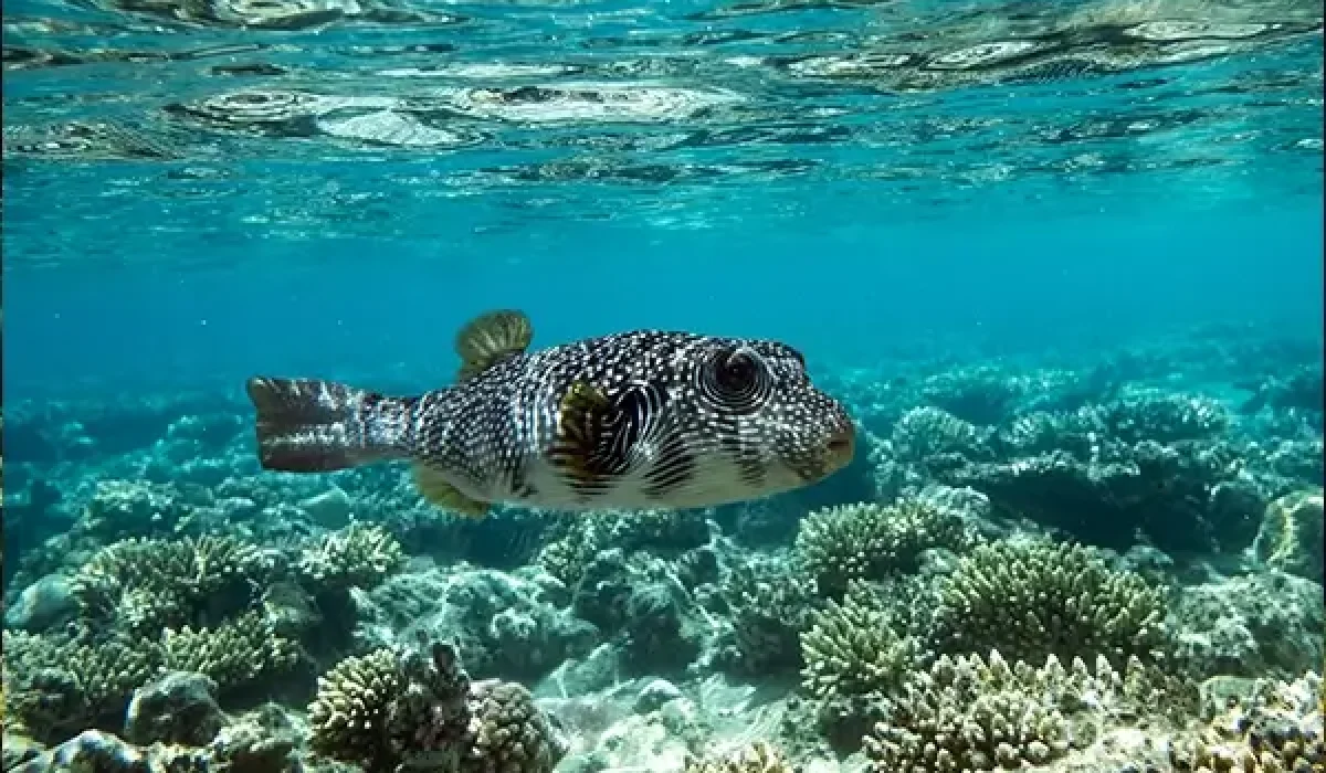 pufferfish-on-a-coral-reef-in-the-red-sea