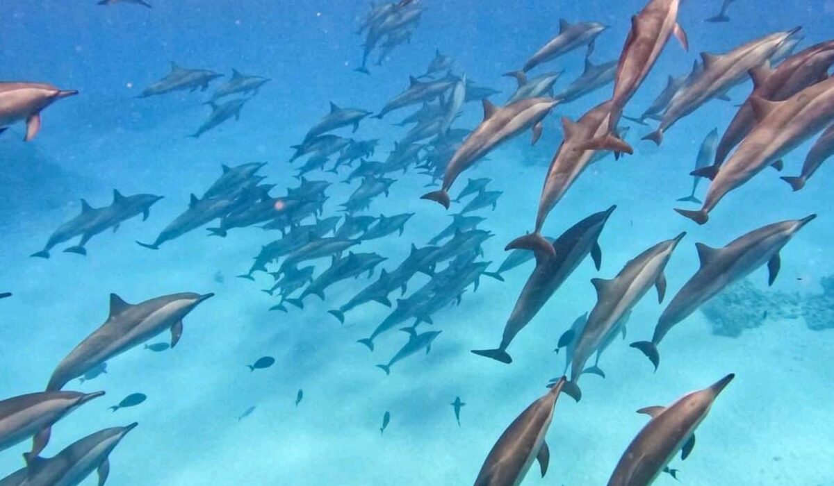 Sataya Reef Dolphin Tour