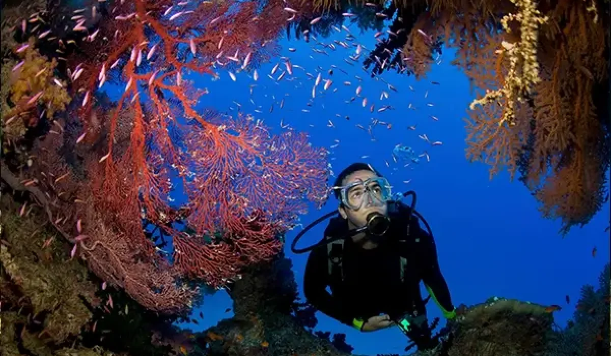 scuba-diver-and-gorgonians