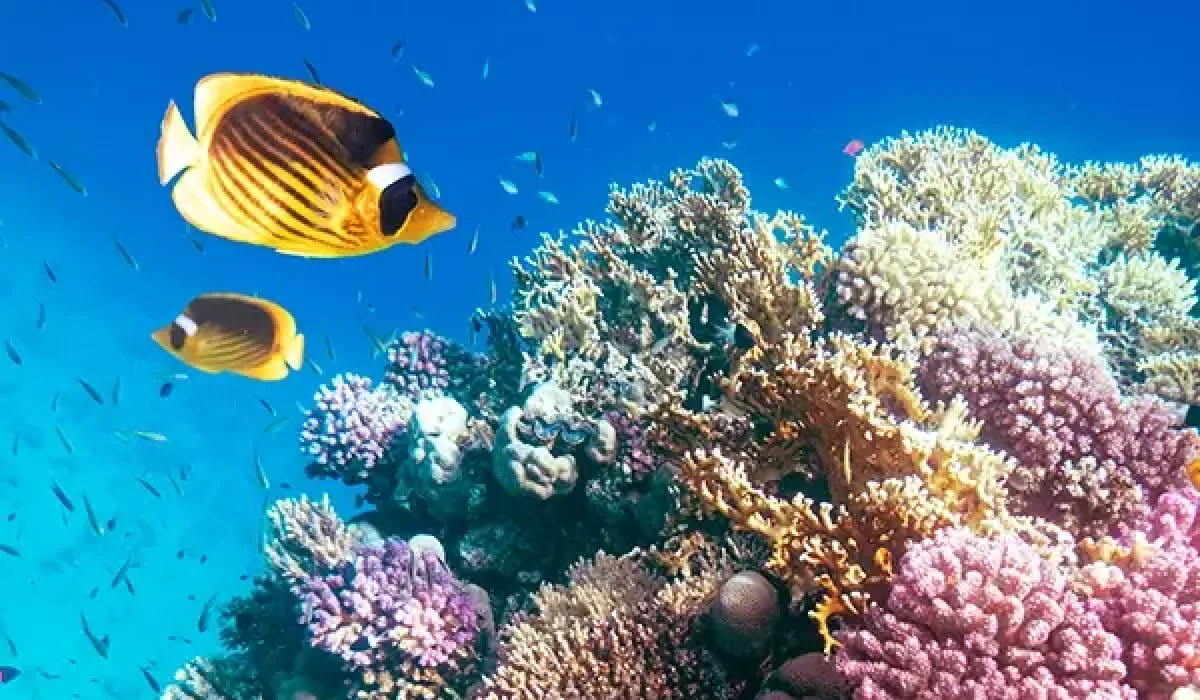 two-yellow-butterfly-fish-on-a-coral-ree