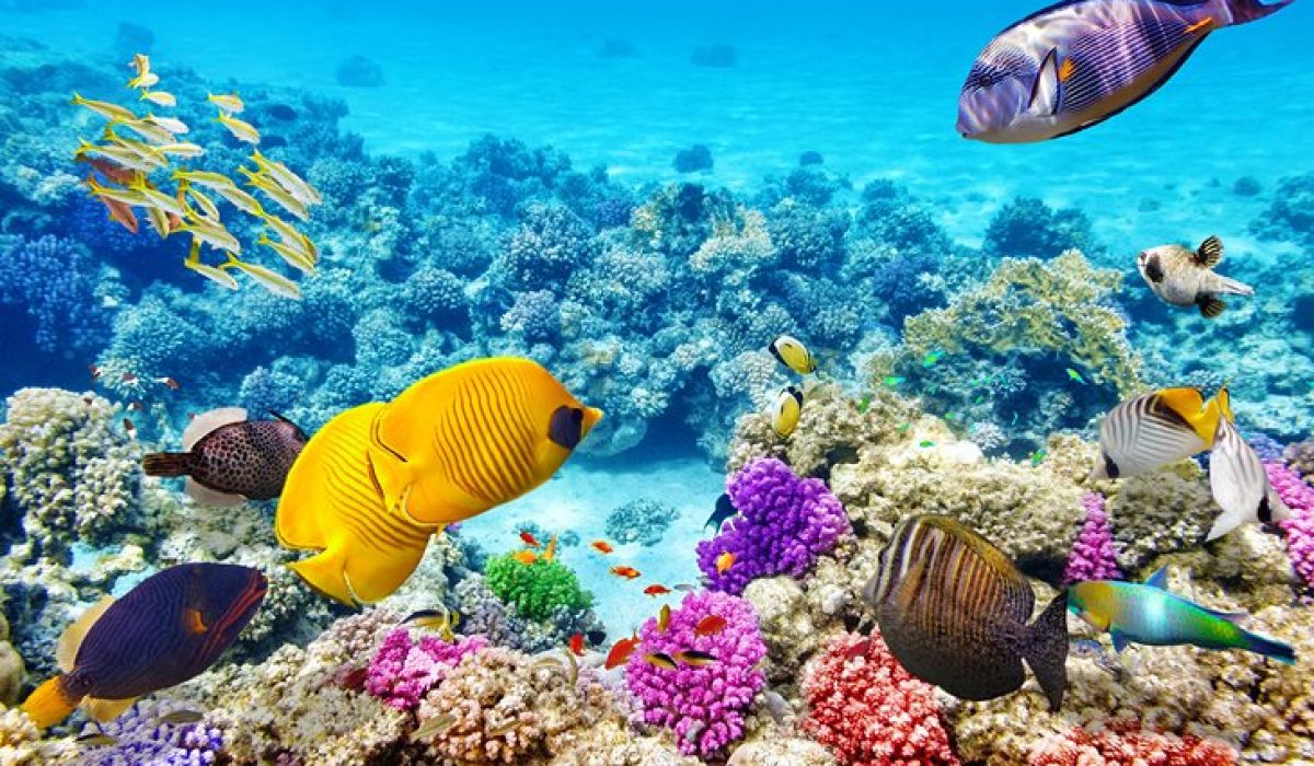 world-snorkeling-australia-queensland-great-barrier-reef